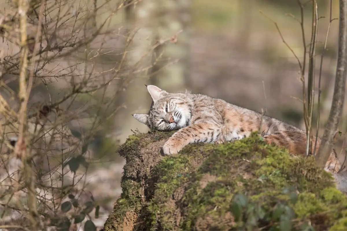 Where Do Bobcats Sleep? Assorted Animals
