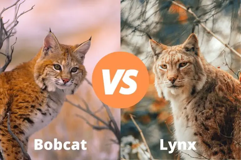 Bobcat Vs Lynx | Know The Difference | Assorted Animals