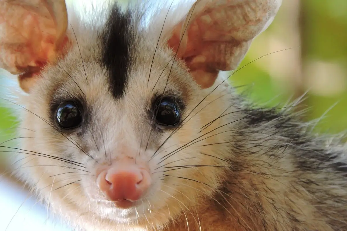 opossum-facts
