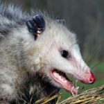 opossum-rabies