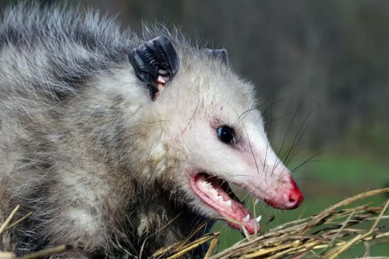 Opossum Rabies | Assorted Animals