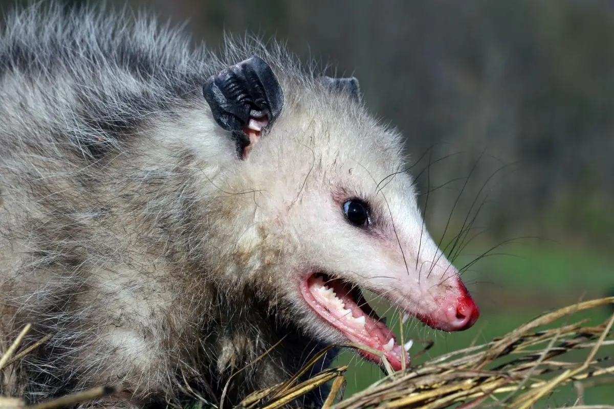 opossum-rabies