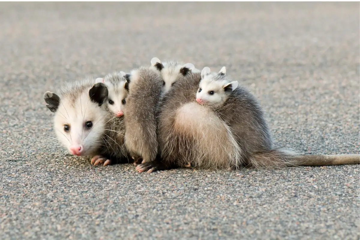 Opossum Size Assorted Animals