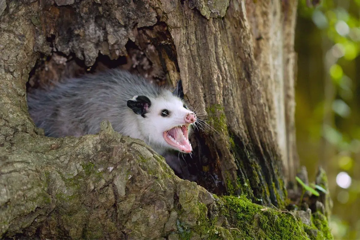 10 Opossum Facts That Will Stump You | Assorted Animals