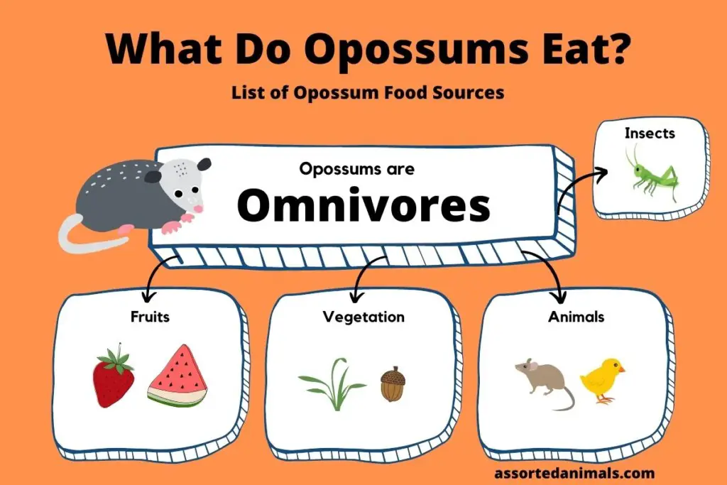 What Do Opossums Eat? Ultimate Guide Assorted Animals