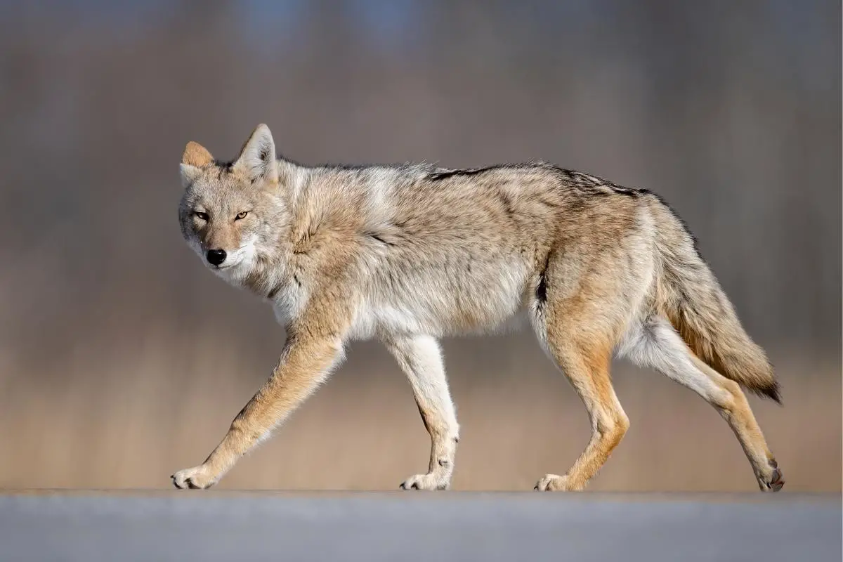 are-coyotes-dogs