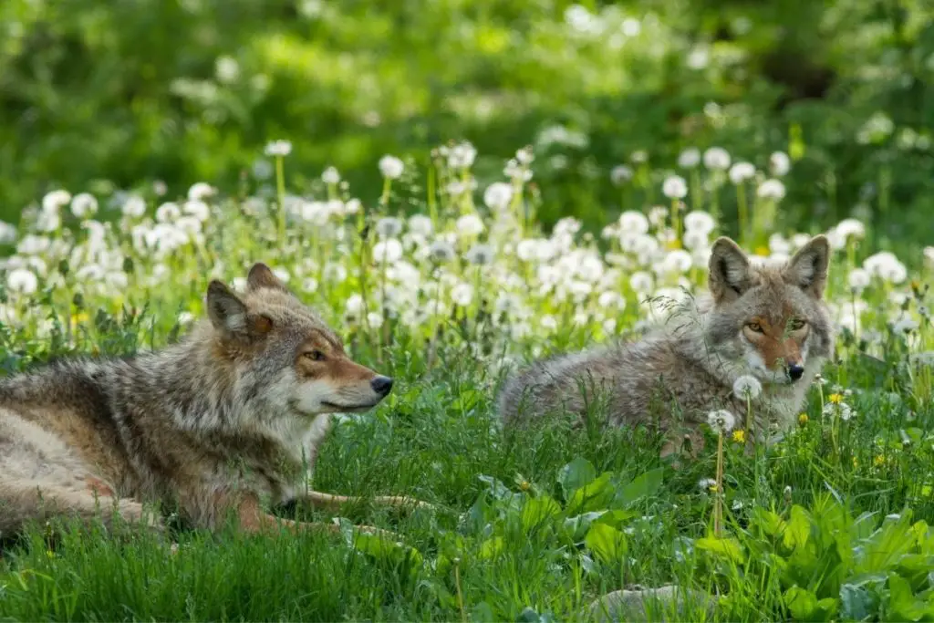 are-coyotes-monogamous