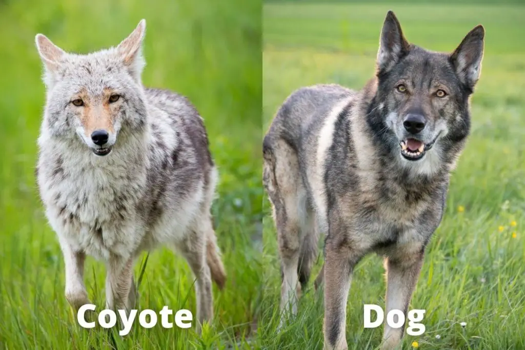 coyote-and-dog