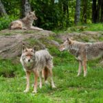 do-coyotes-live-in-packs
