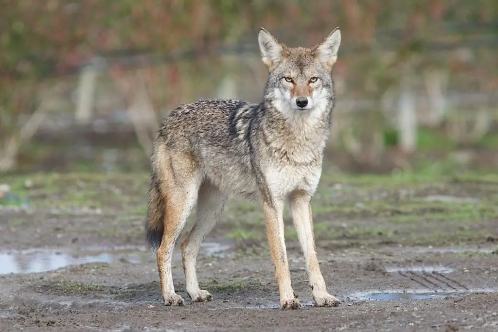 How Smart Are Coyotes? | Assorted Animals