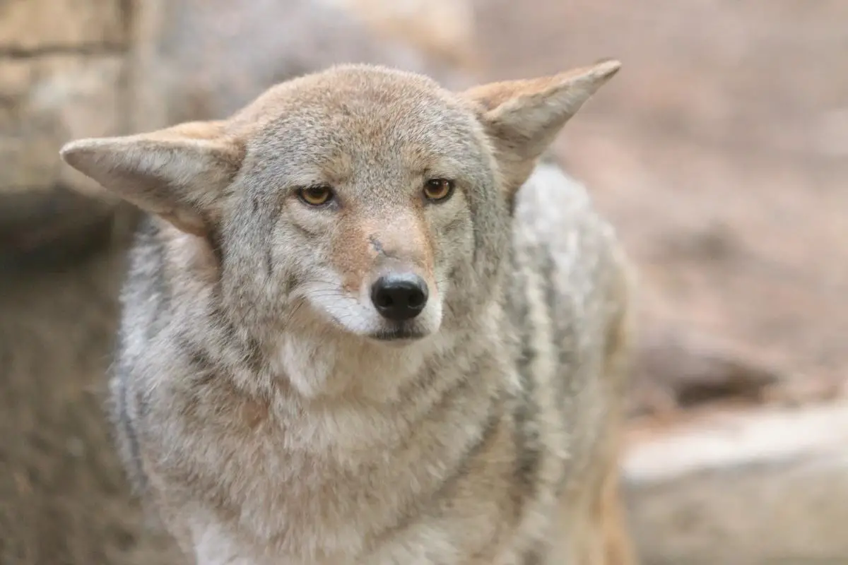 what-are-coyotes-afraid-of