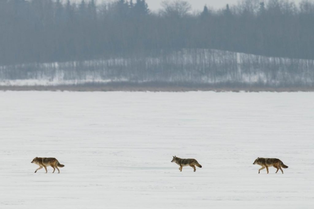 do-coyotes-travel-in-packs-assorted-animals