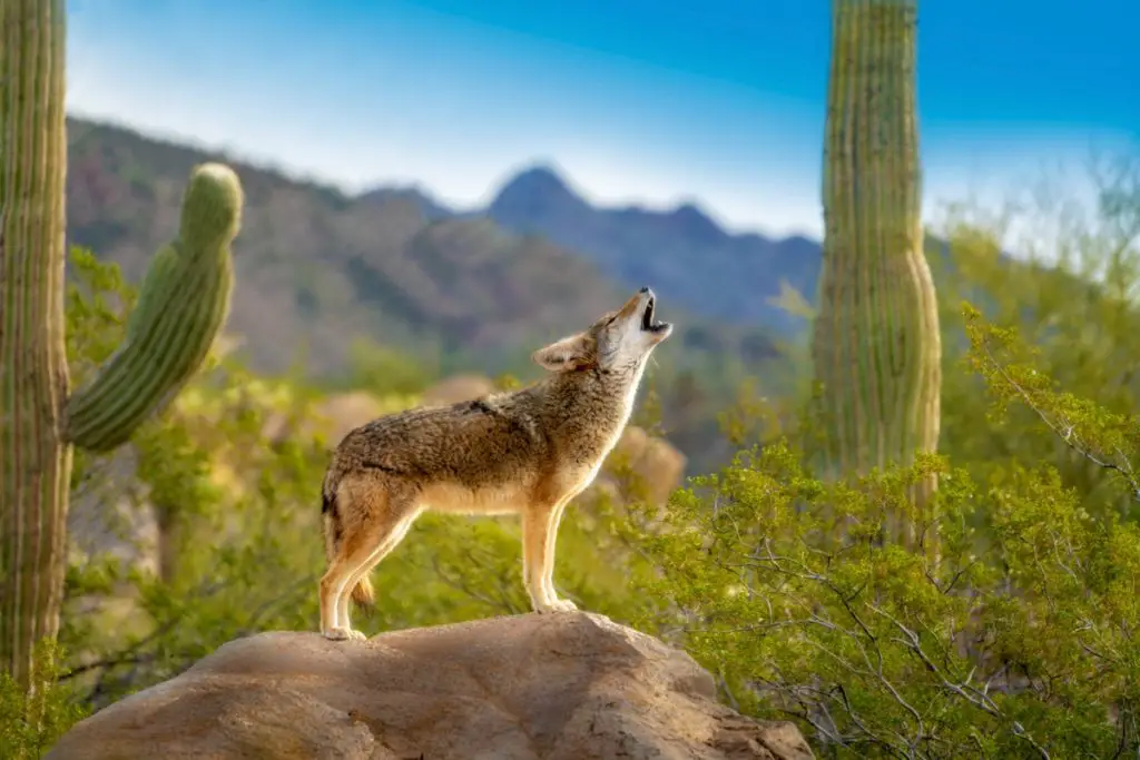 When Do Coyotes Howl? (With Examples) | Assorted Animals