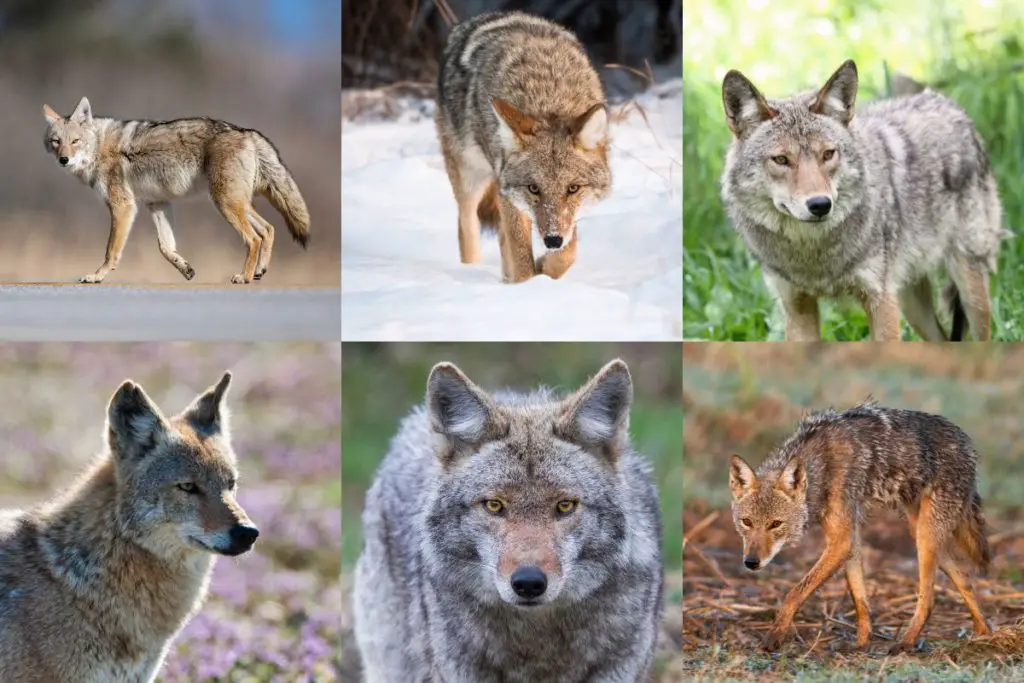 what-colors-are-coyotes