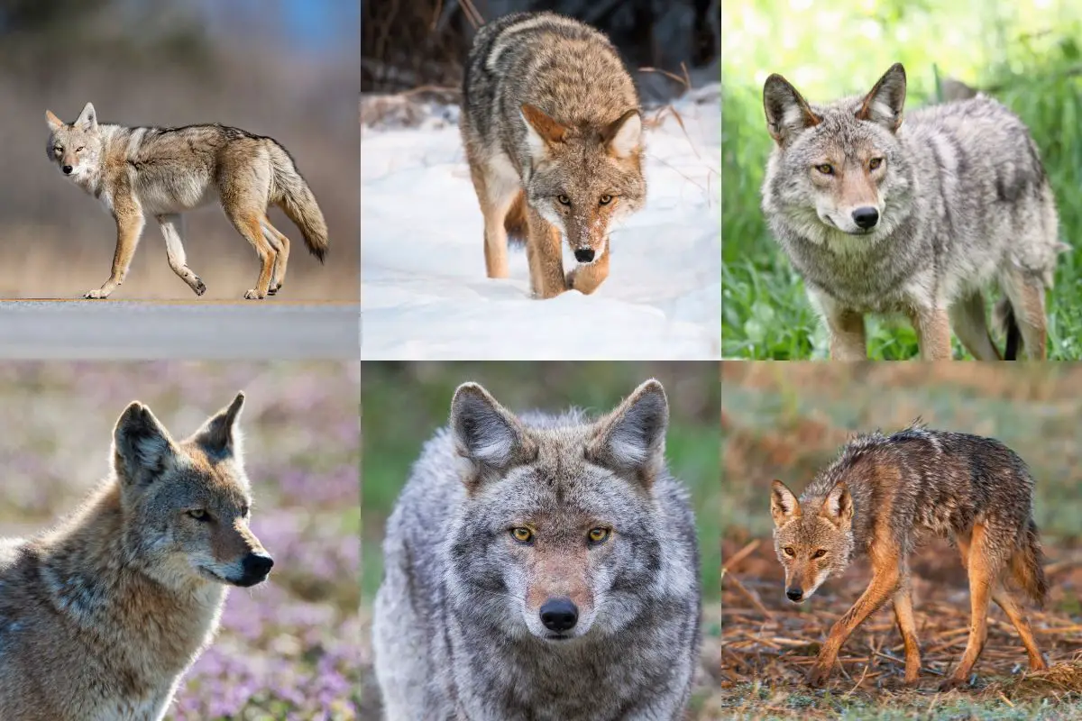 Coyote Colors (With Examples) | Assorted Animals