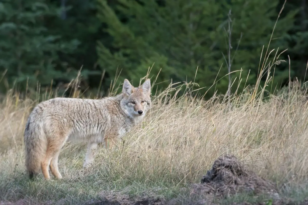 where-do-coyotes-live-assorted-animals