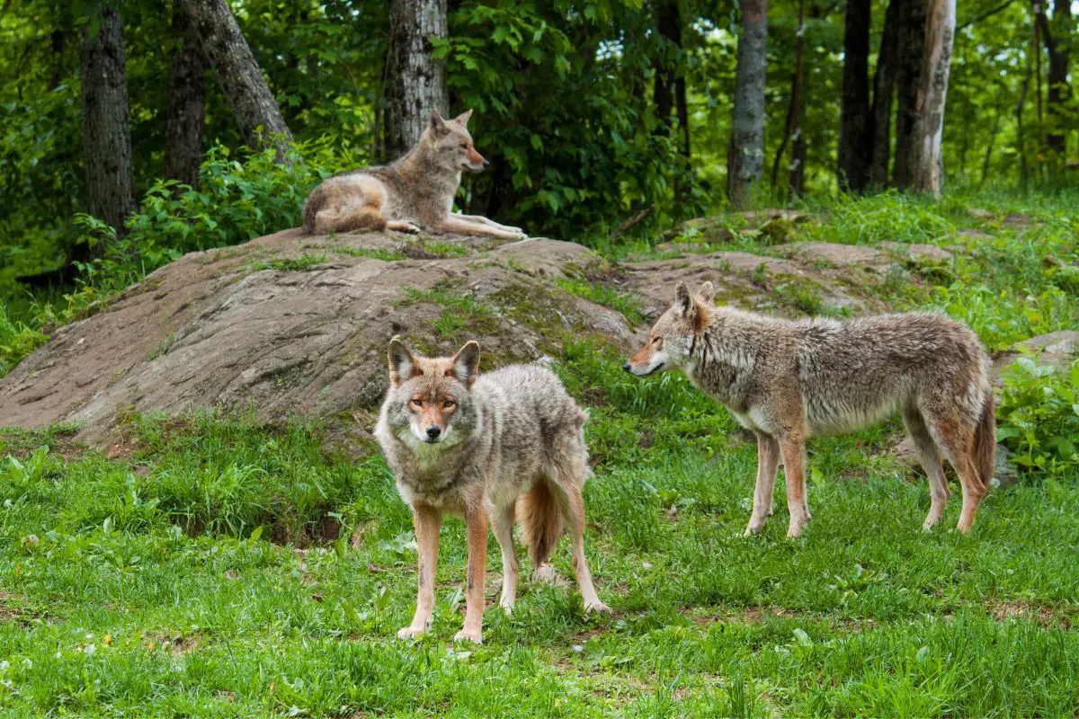 How Long Do Coyotes Live Coyote Lifespan Assorted Animals