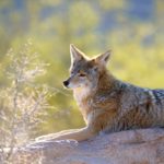 coyote-lifespan