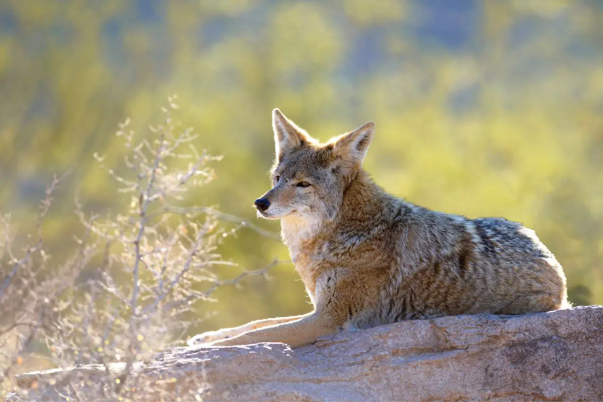 coyote-lifespan