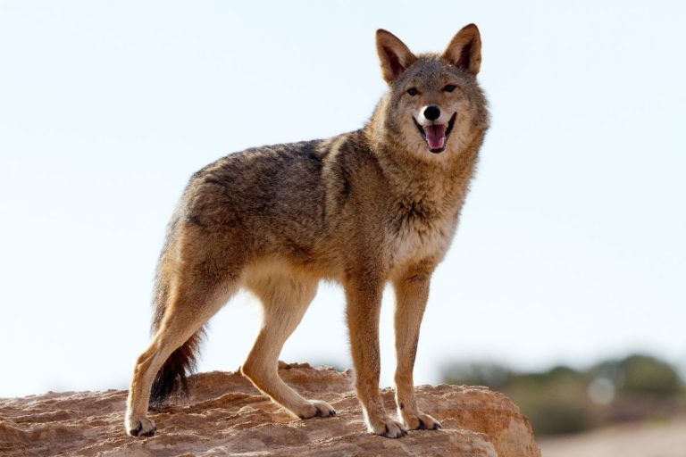 How Big Are Coyotes | Coyote Size | Assorted Animals