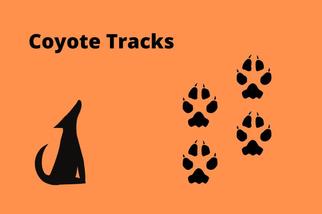 whats the difference between coyote and dog tracks