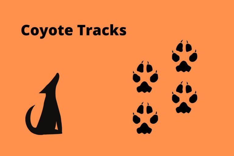 Coyote Tracks | The Ultimate Guide | Assorted Animals