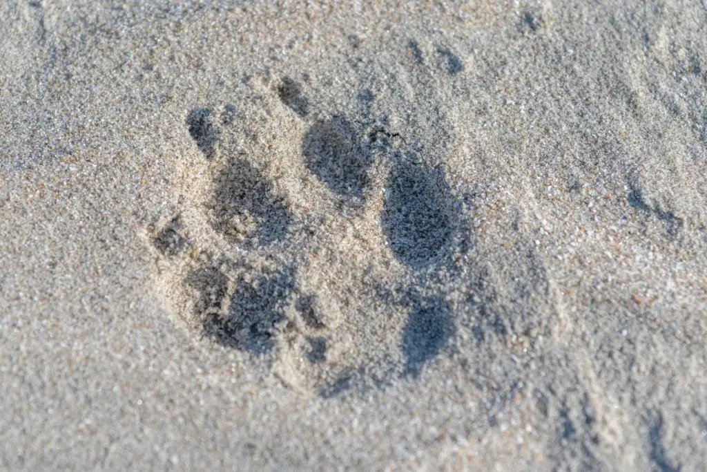 coyote-tracks-sand