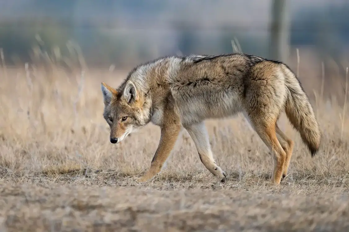 coyote-footprints