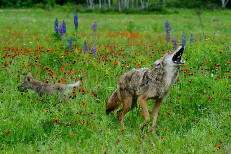best coyote sounds for late december best coyote sounds for late december
