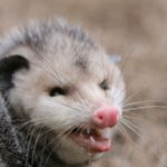 opossum-sounds