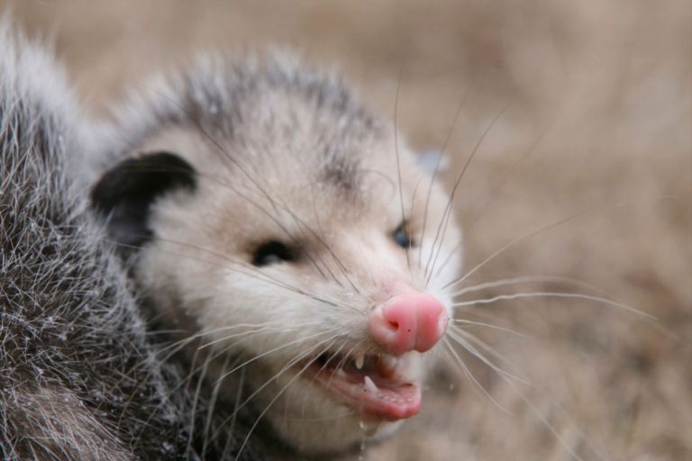 What Does an Opossum Sound Like (With Examples)