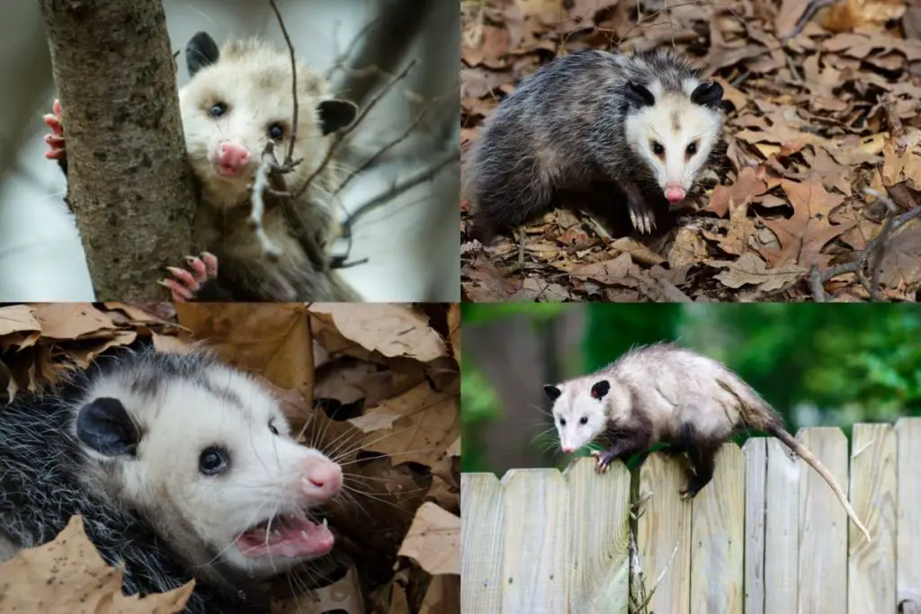 Virginia-opossum