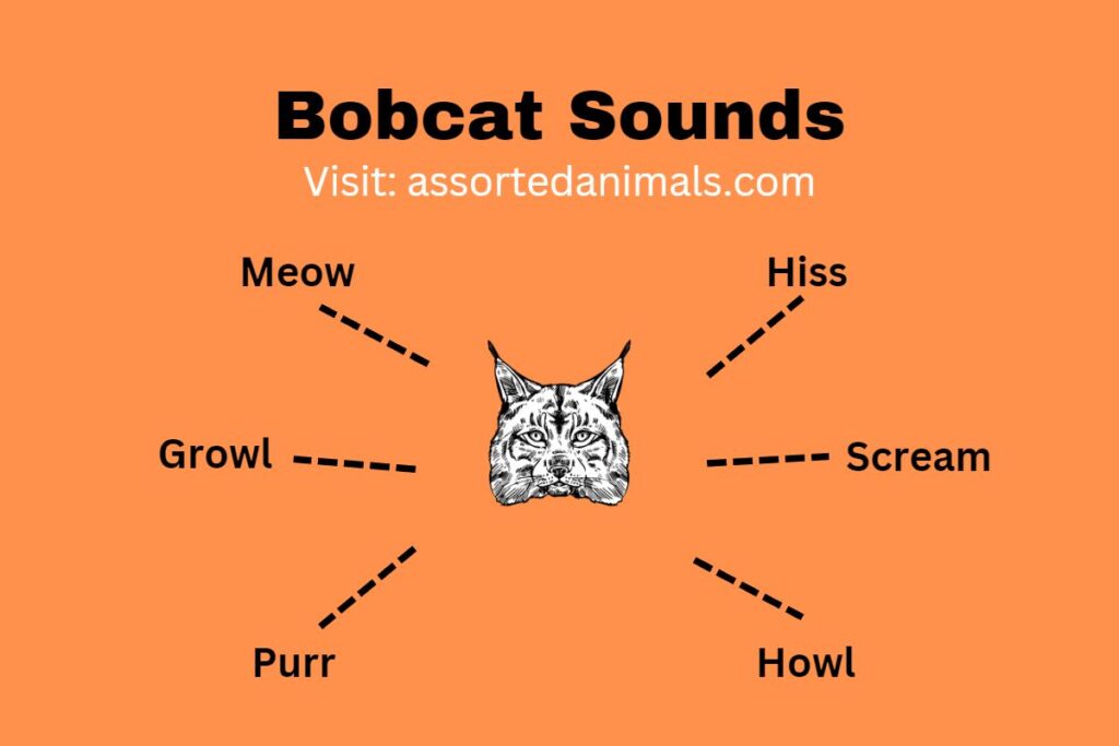 what-do-bobcats-sound-like