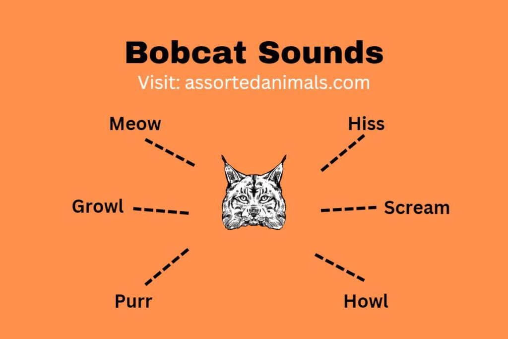 Bobcat Sounds | What Does A Bobcat Sound Like? (w. Audio and Video)