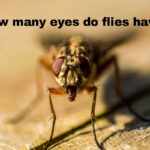 How-many-eyes does-a-fly-have