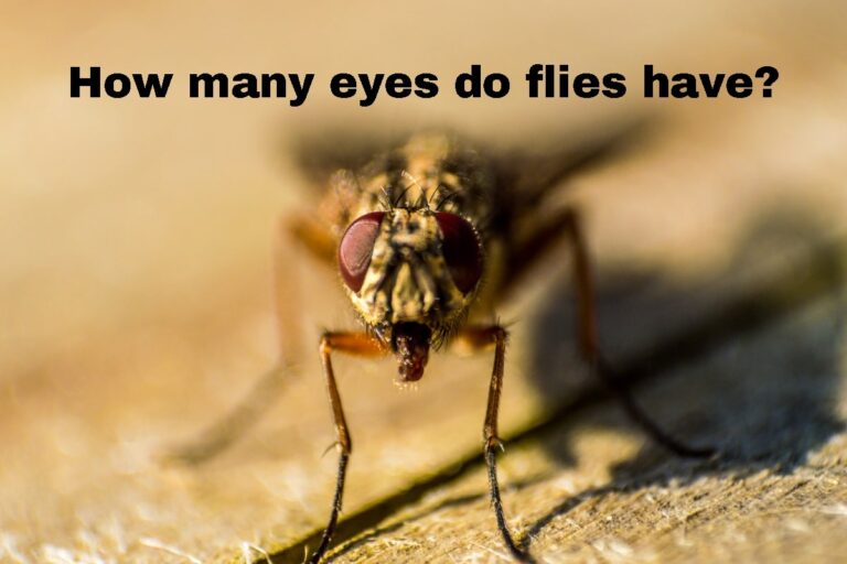 How Many Eyes Do Flies Have (w. Examples) | Assorted Animals