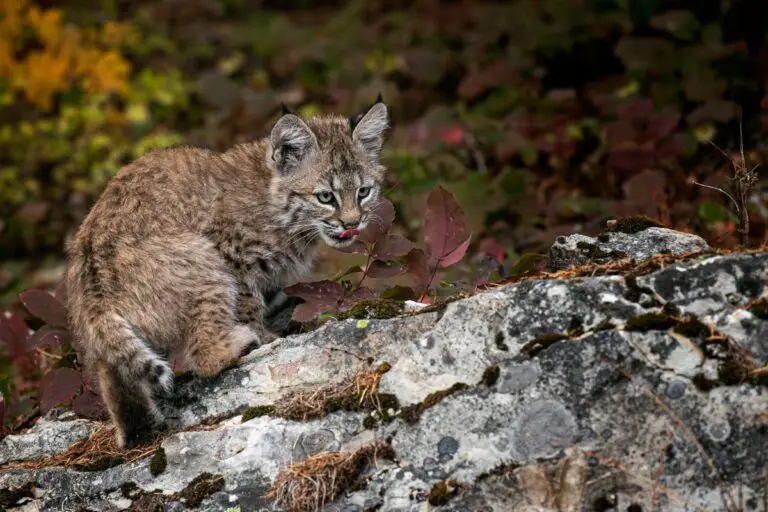 Bobcat Sounds | What Does A Bobcat Sound Like? (w. Audio and Video)