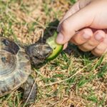how-long-can-turtles-go-without-eating