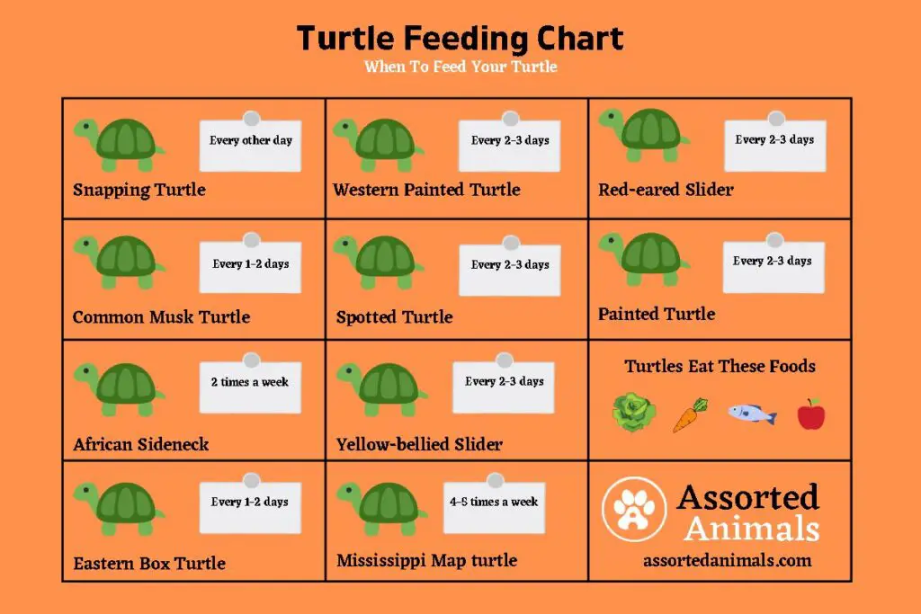 when-to-feed-turtles-chart