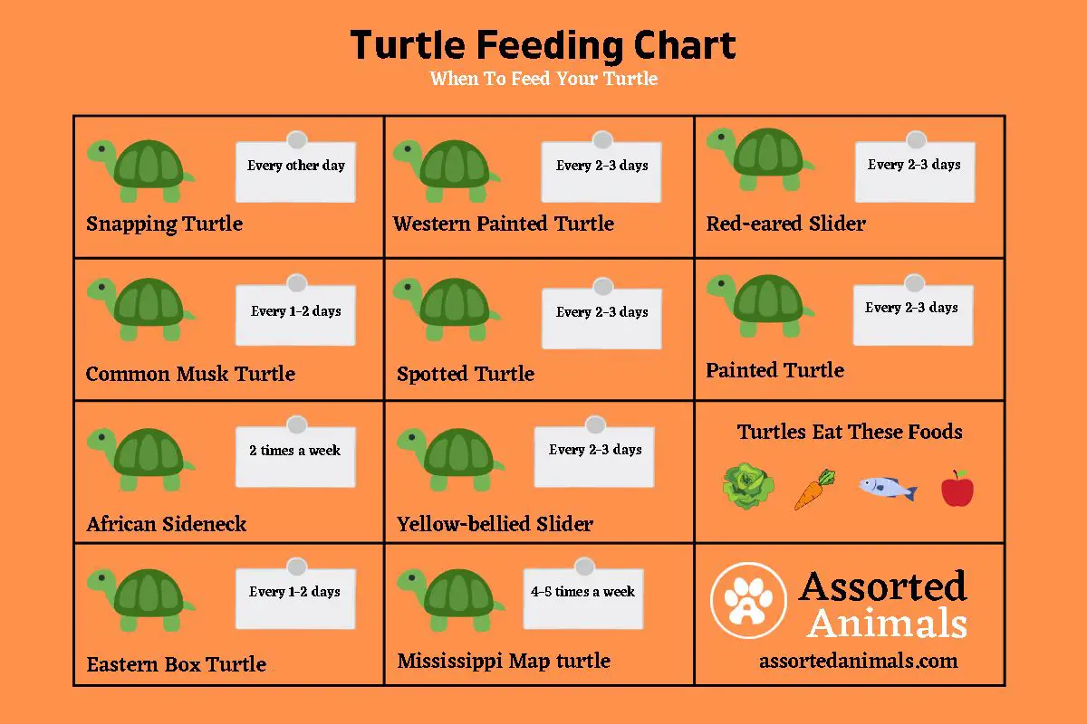 How Long Can Turtles Go Without Eating (w. Chart)