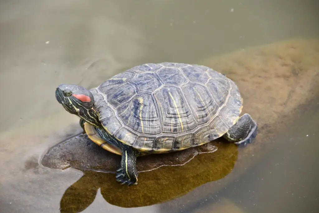 how-do-turtles-survive-the-winter