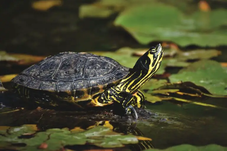 What Do Turtles Do in the Winter | Assorted Animals