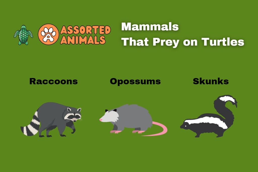 mammals-turtle-predators