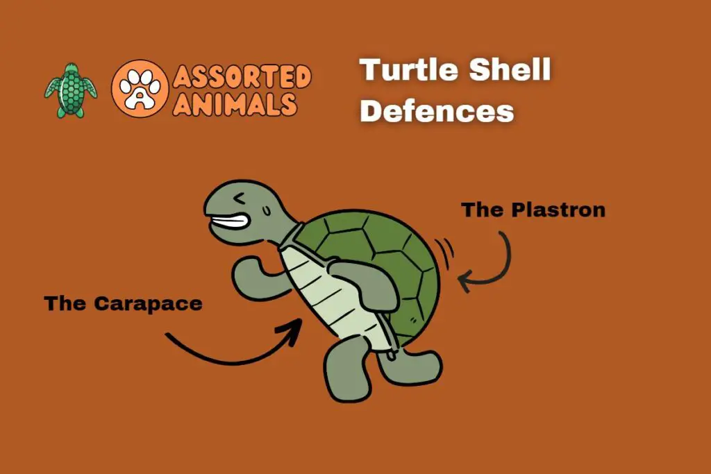turtle-predator-defences