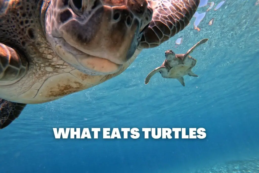 20 Turtle Predators: What Eats Turtles | Assorted Animals