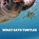what-eats-turtles-predators