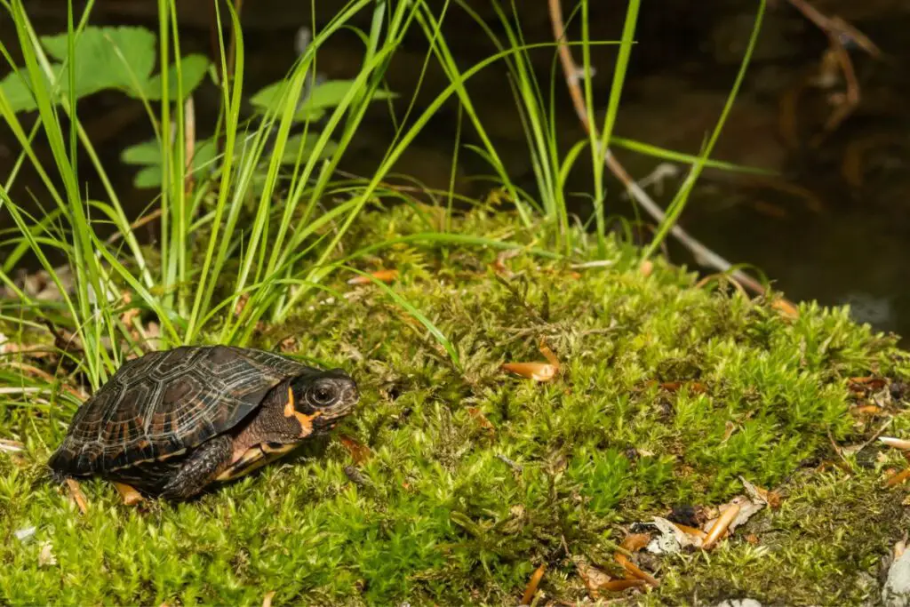 bog-turtle