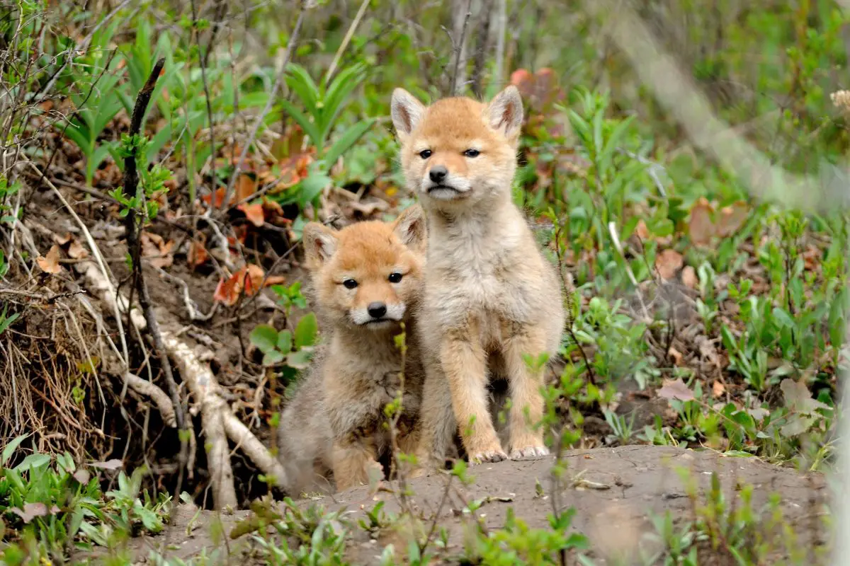 coyote-pups