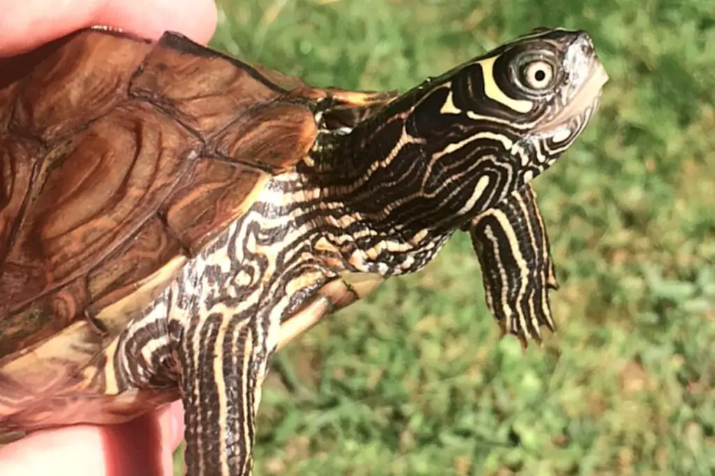 mississippi-map-turtle