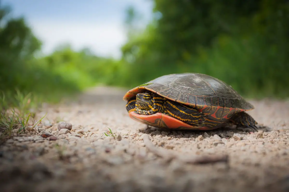 14 Small Types of Turtles (That Make Good Pets)